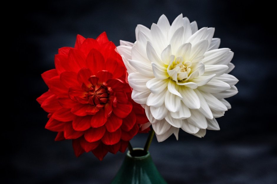 Георгины цветок красный с белым