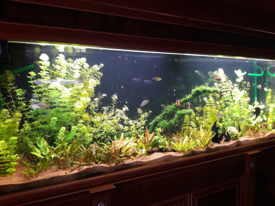 Красивый аквариум с живыми растениями