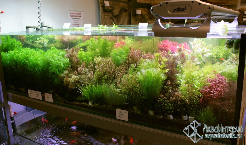Продажа аквариумных растений