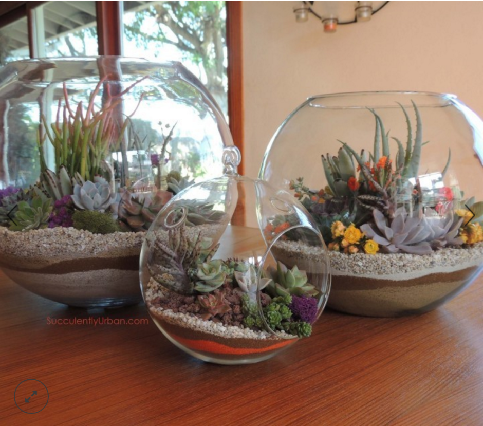 Композиция в аквариуме из комнатных растений