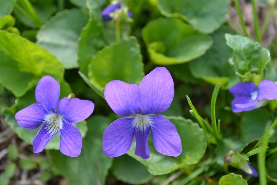 Viola odorata фиалка душистая