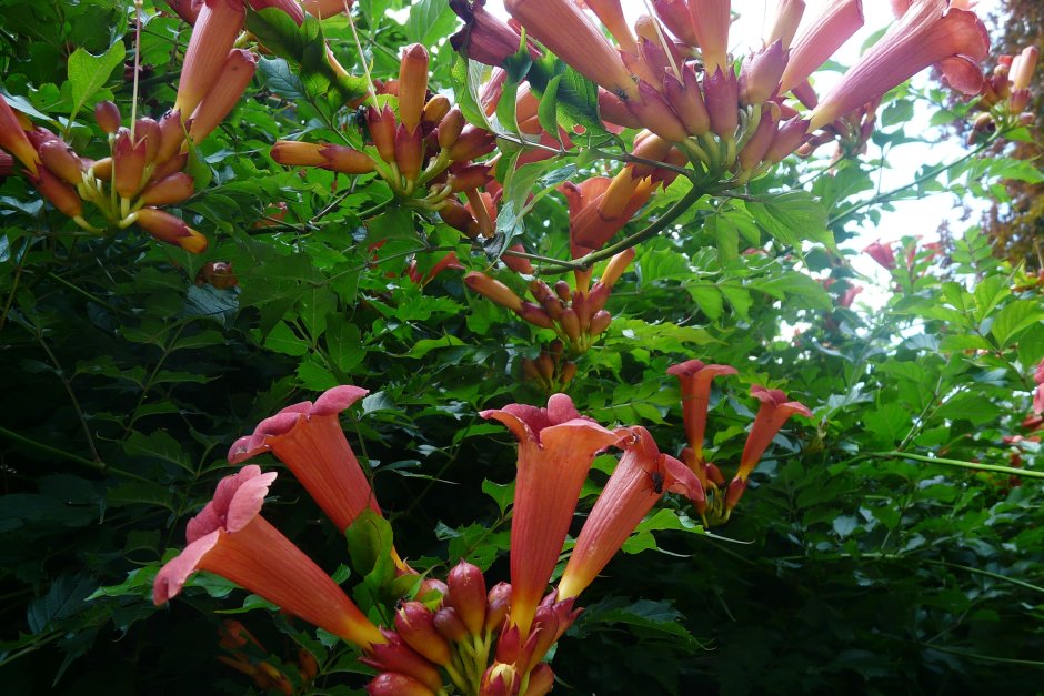 Растение с трубчатым цветком