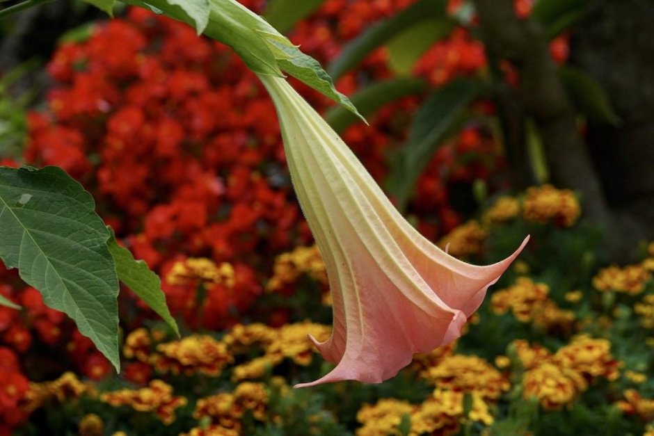 Растение с трубчатым цветком