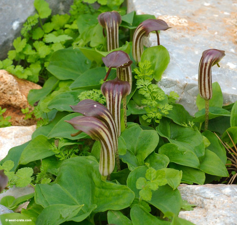 Arisarum proboscideum