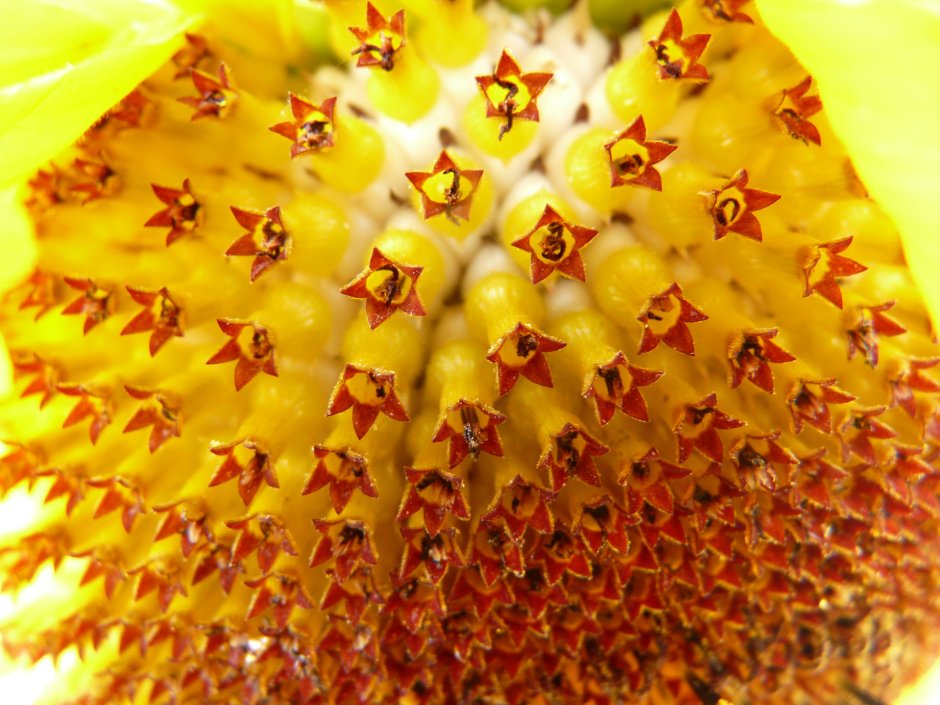 Трубчатый цветок сложноцветных
