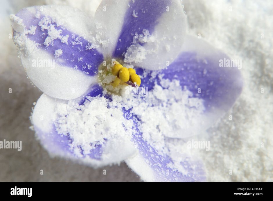 Цветочек на снегу