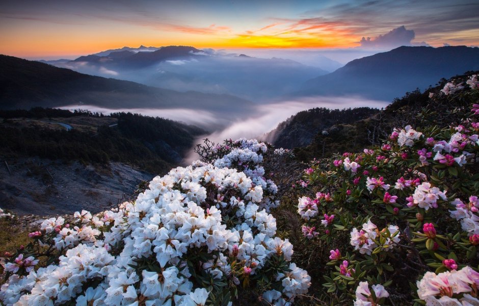 Горы на фоне цветов