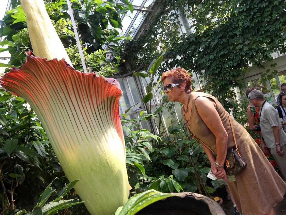Самый большой цветок в мире Суматра