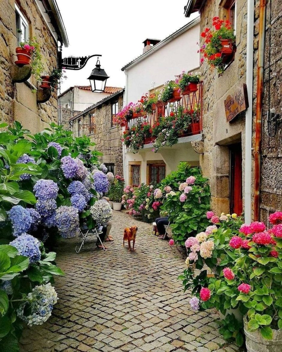 Италия дворик цветы