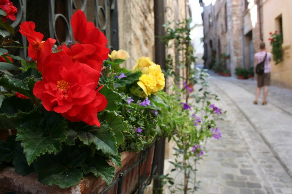 Италия цветы