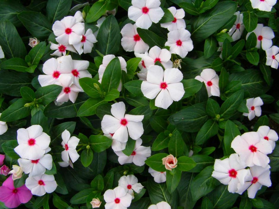 Catharanthus roseus Vinca