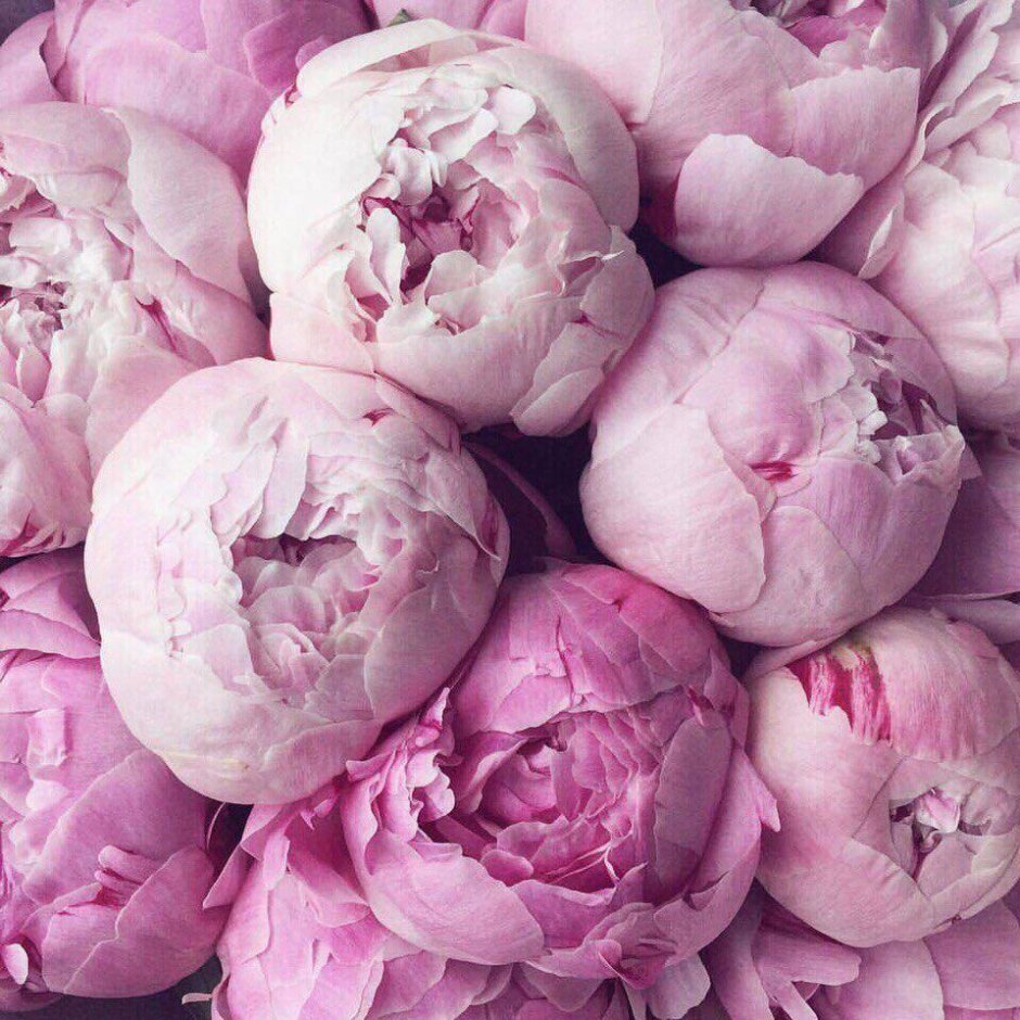 Пионы голландские розовые