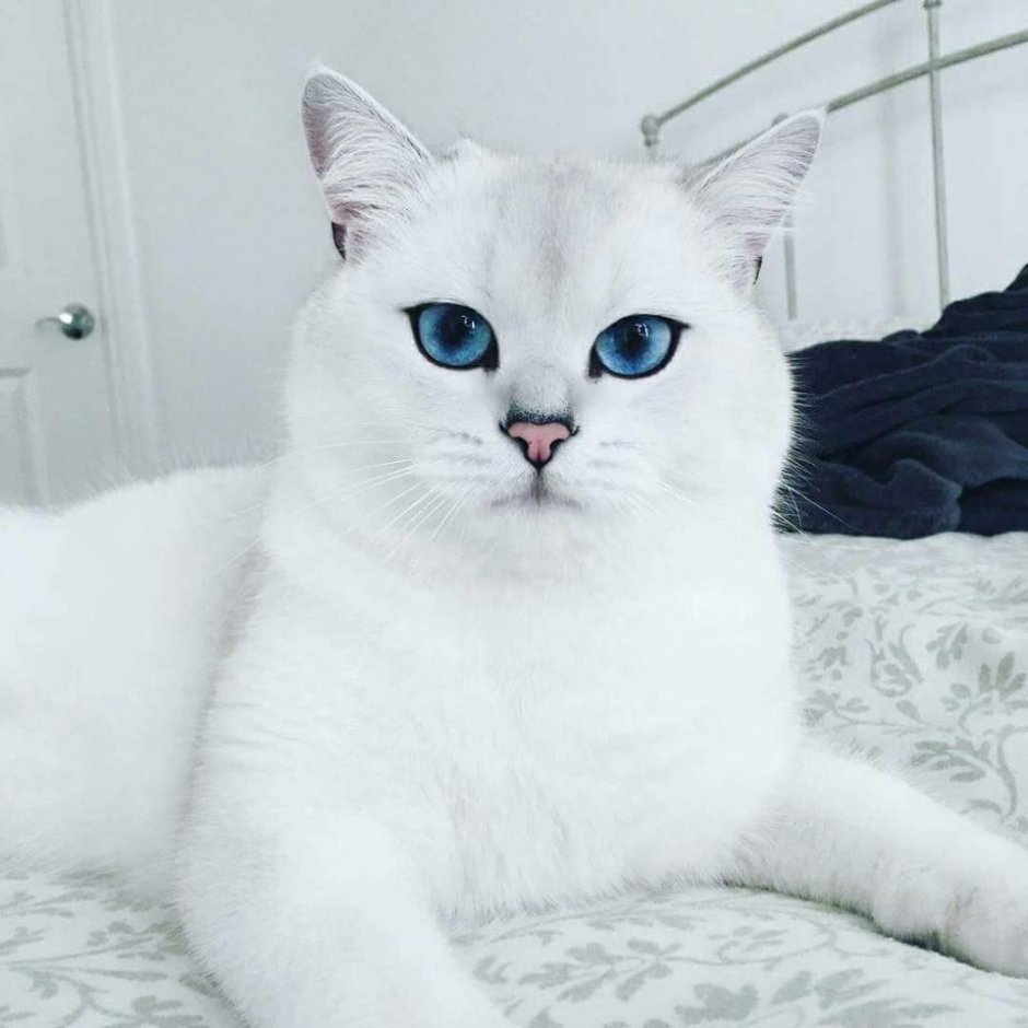 Белая кошка с зелеными глазами