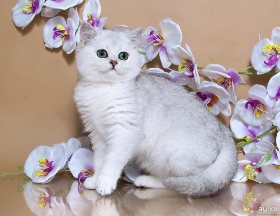 Британская короткошерстная кошка Коби