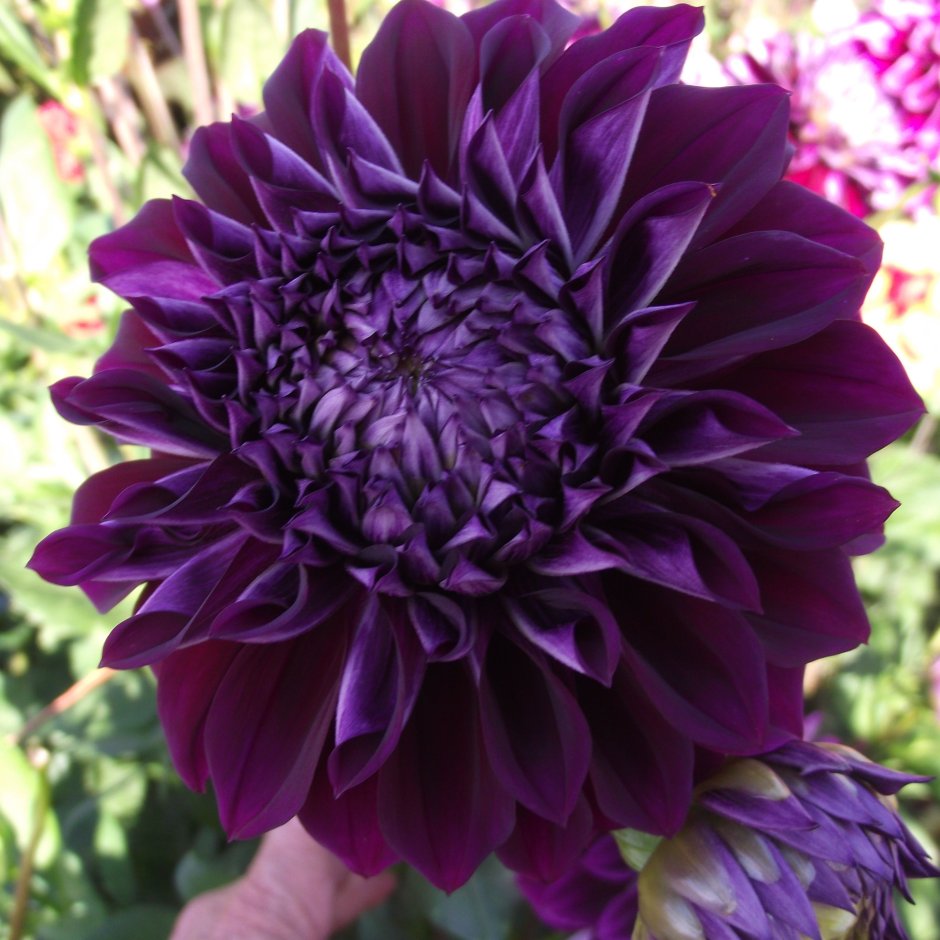 Dahlia Пурпл Джиант