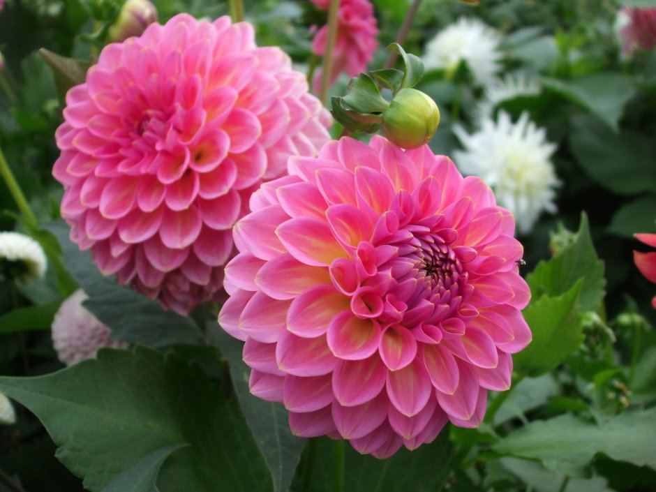 Георгины Dahlia