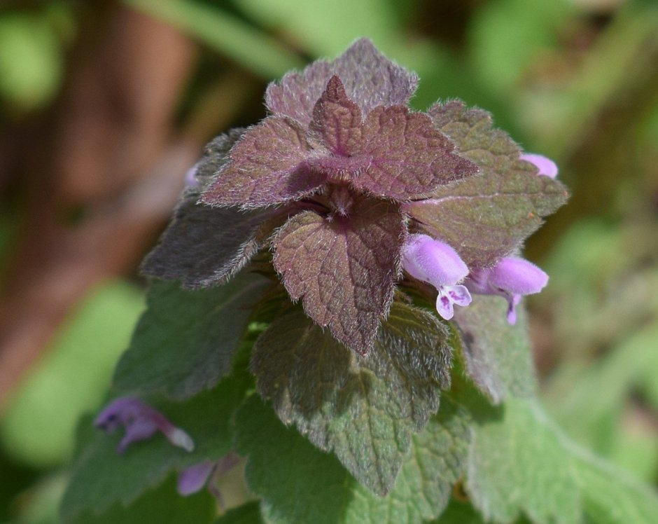 Purple Dead Nettle