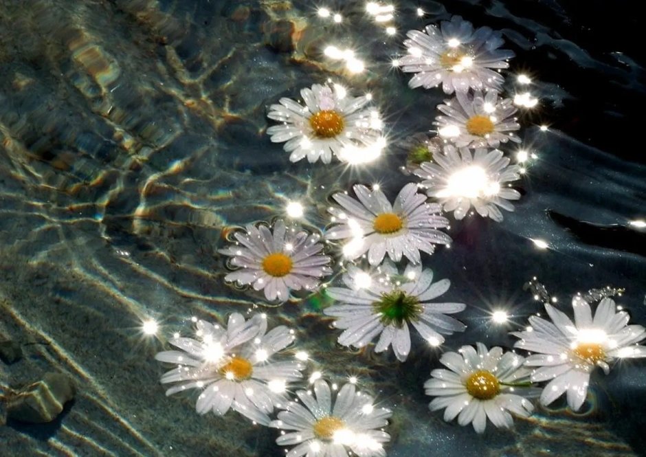Цветы в воде Эстетика