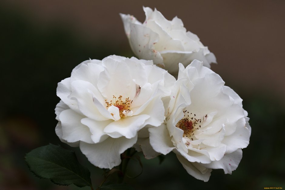 Шиповник роза белый цветок