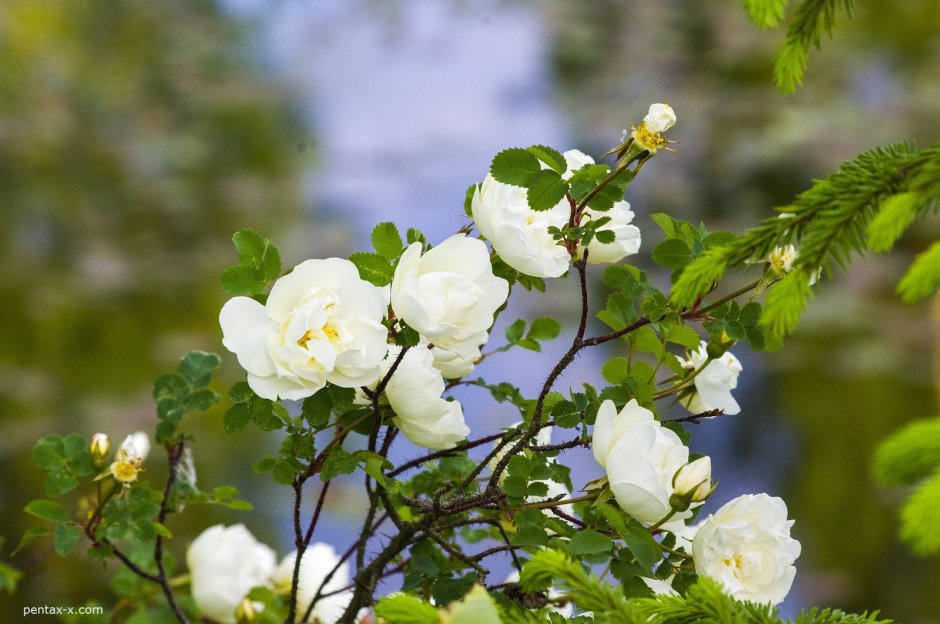 Роза шиповник белая