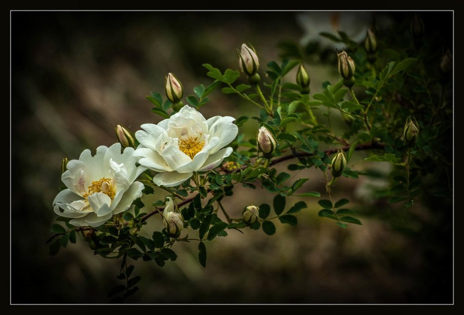 Шиповник белый цветок Лесной
