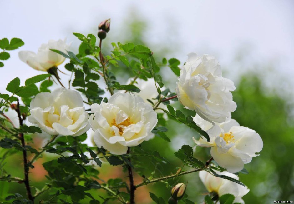 Роза белая Шиповниковая