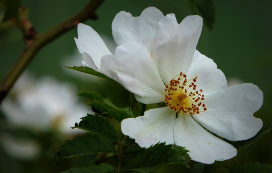 Шиповник цветы белые