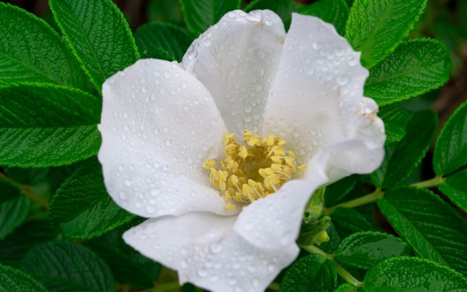Роза ругоза белая шиповник