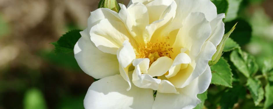 Белые кустарниковые розы