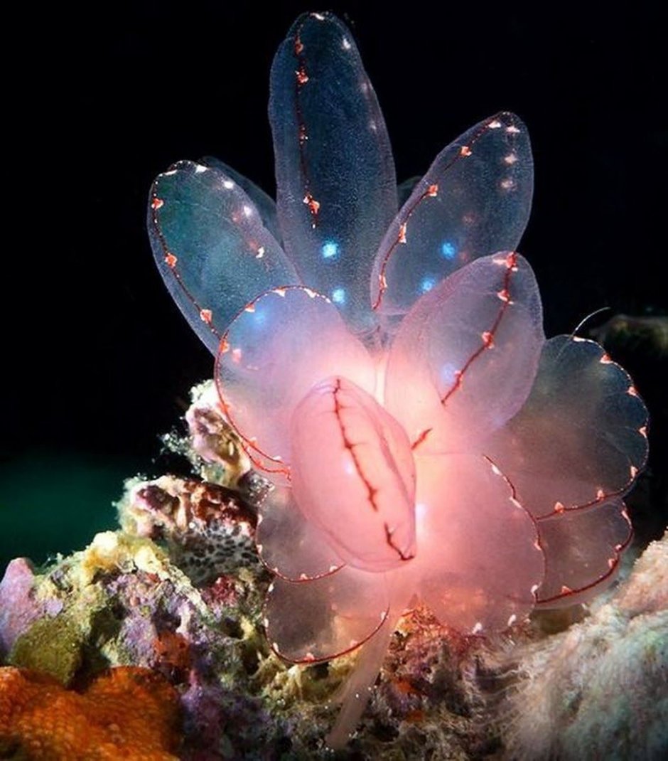 Красивые подводные цветы