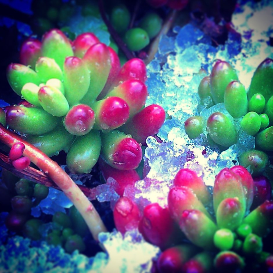 Подводные цветы