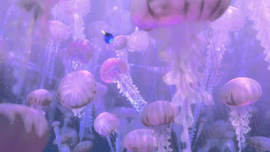 В поисках Немо медузы