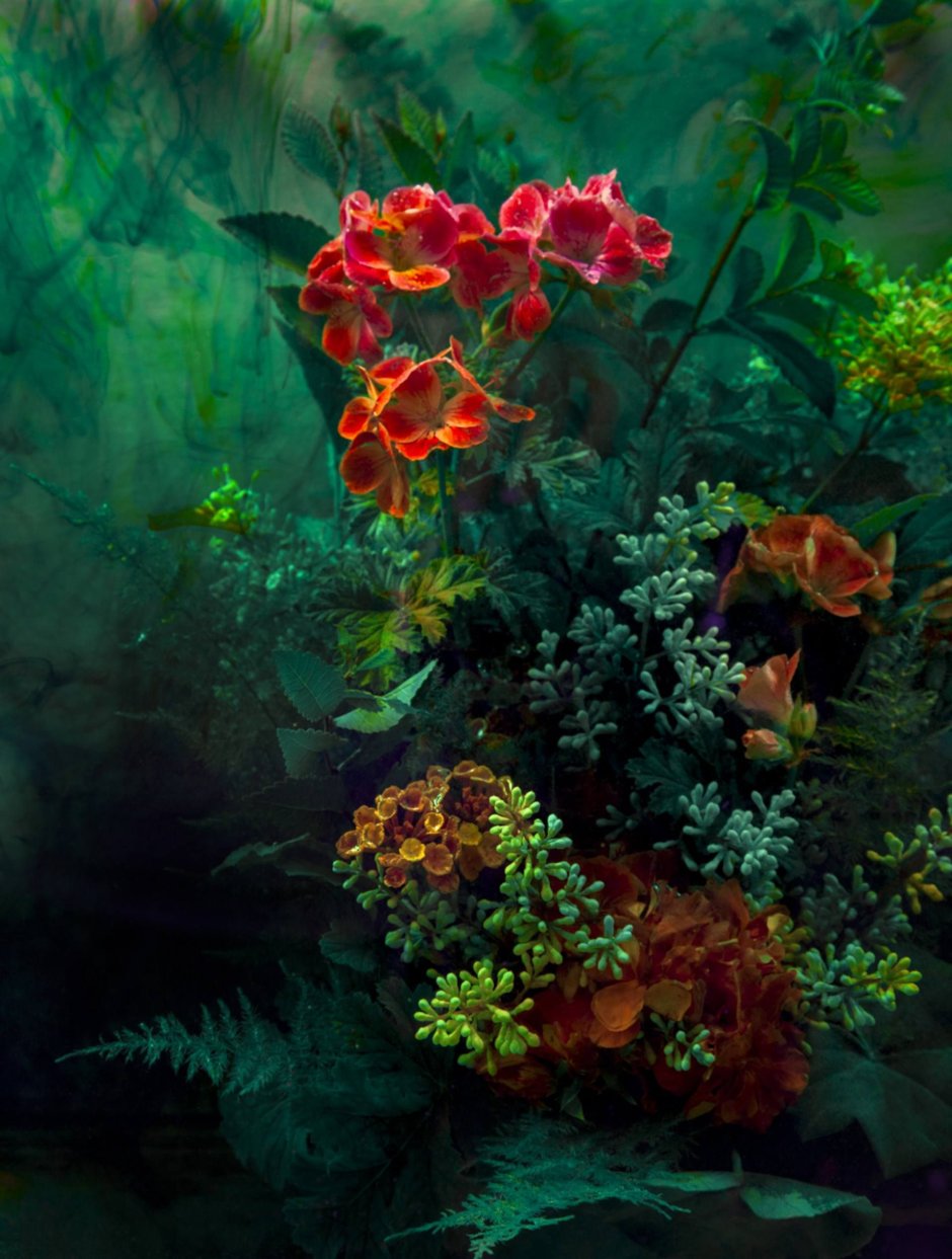 Подводные красные цветы