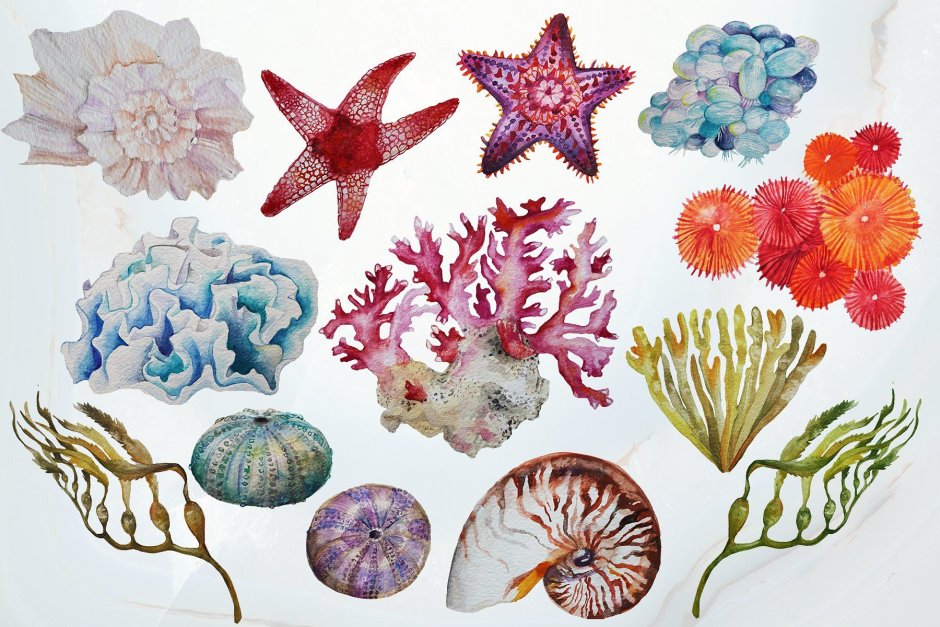 Морские растения для детей