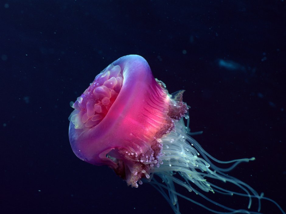 Scyphozoa Сцифоидные медузы