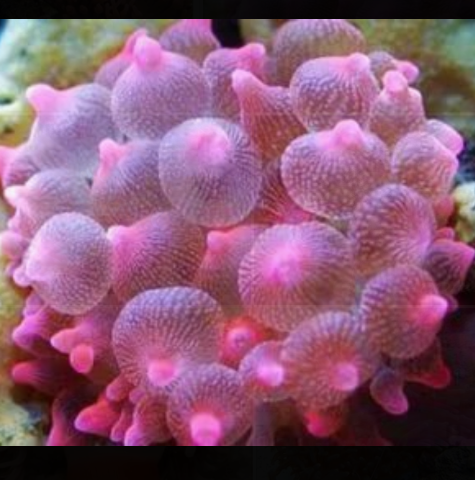 Коралл актиния пузырчатая