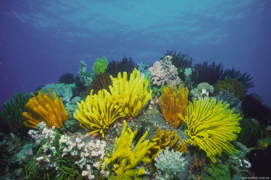 Кораллы водоросли индийского океана