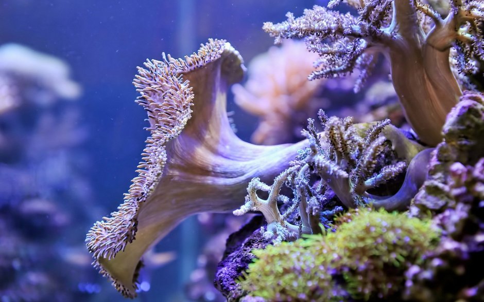 Подводный мир растения