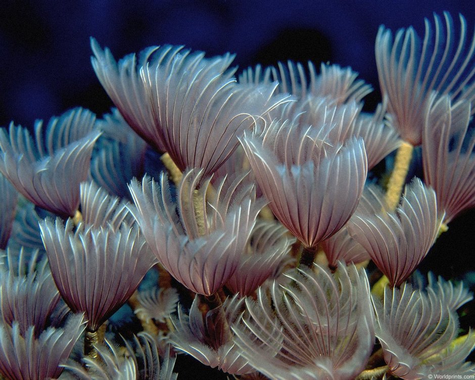 Морские цветы