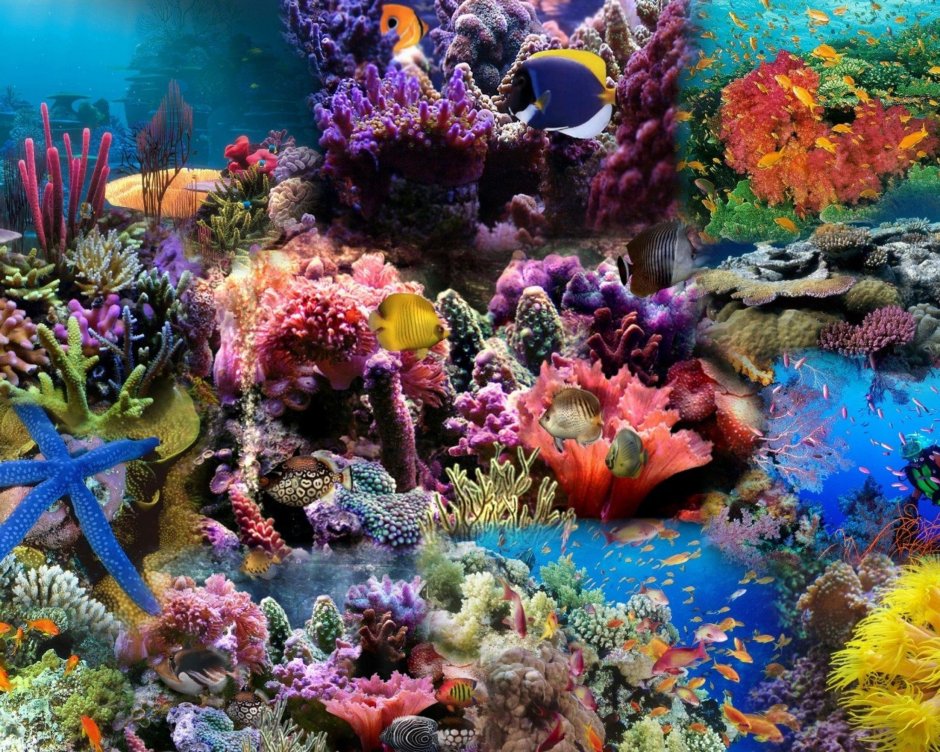 Коралловый риф Канкун