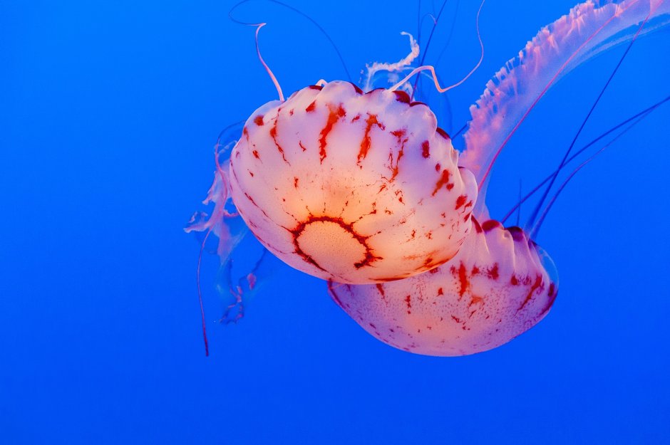 Полип медузы