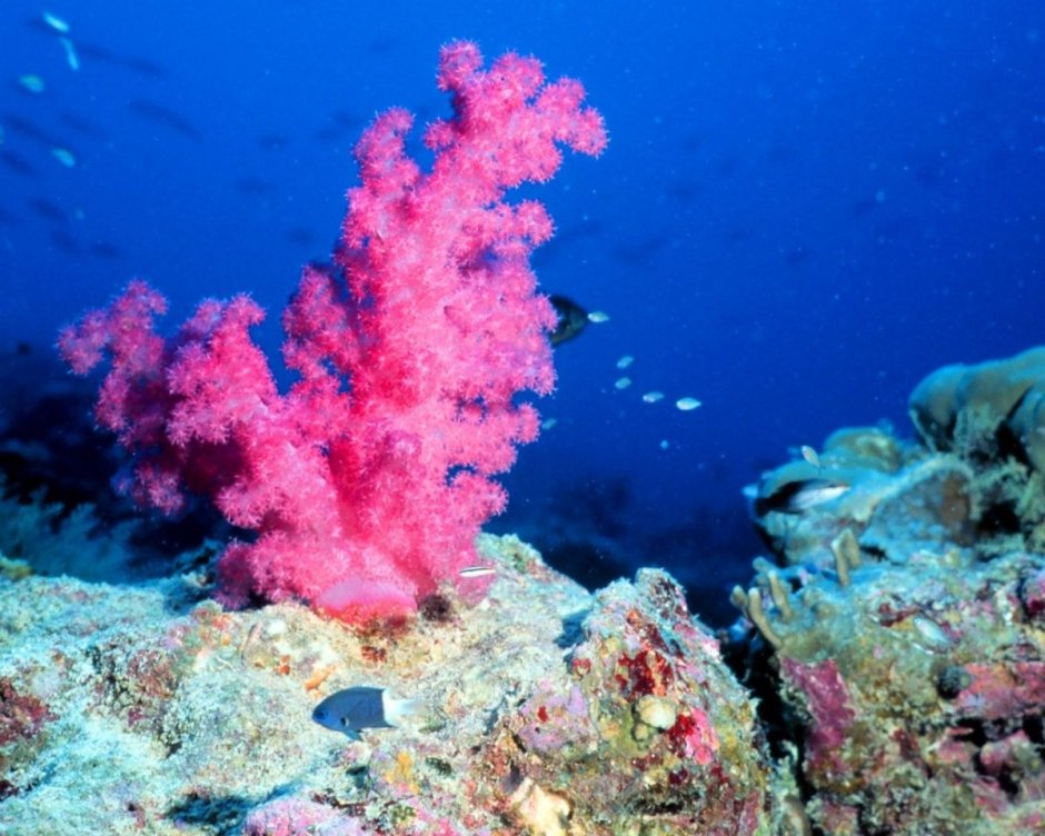 Красный коралл Кишечнополостные