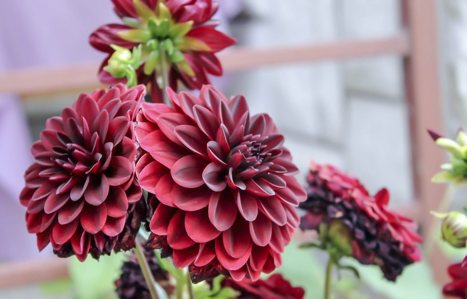 Георгина Dahlia Hortensis