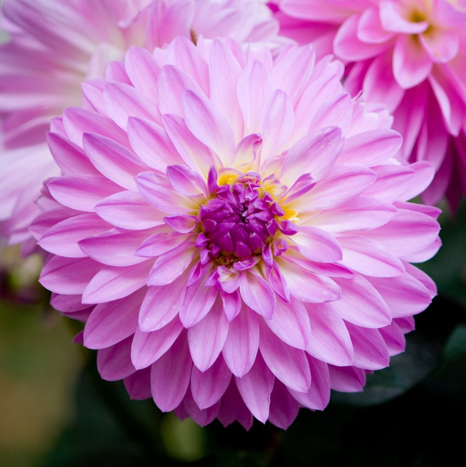 Dahlia Pink георгин