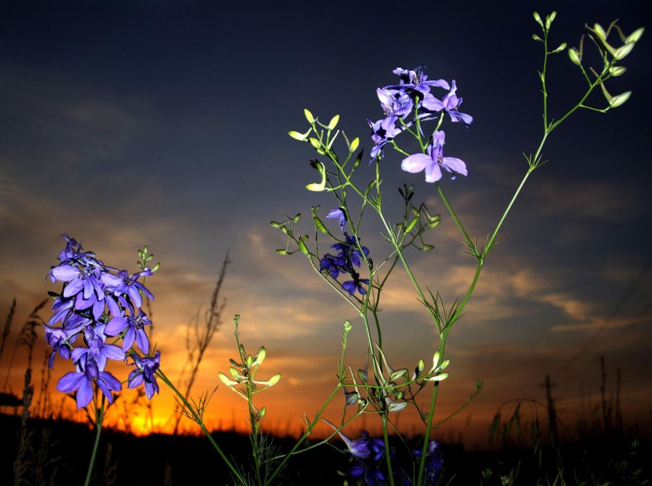 Ночные полевые цветы