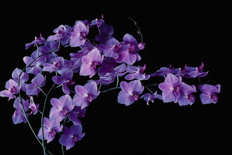 Фиолетовые цветы на темном фоне