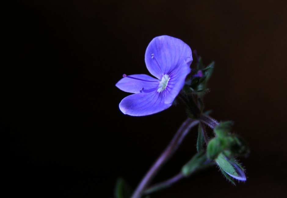 Veronica chamaedrys Blue Wildflowers