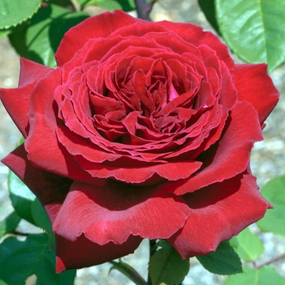 Роза чайно-гибридная Ботеро