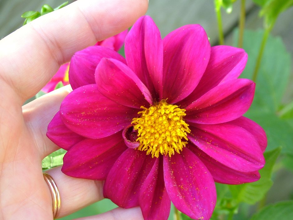 Георгина Dahlia variabilis