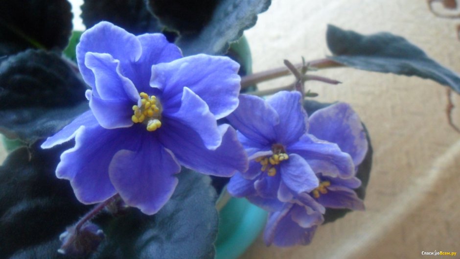 Цветок фиалки голубая Лагуна